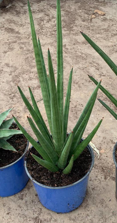 Bob Sansevieria